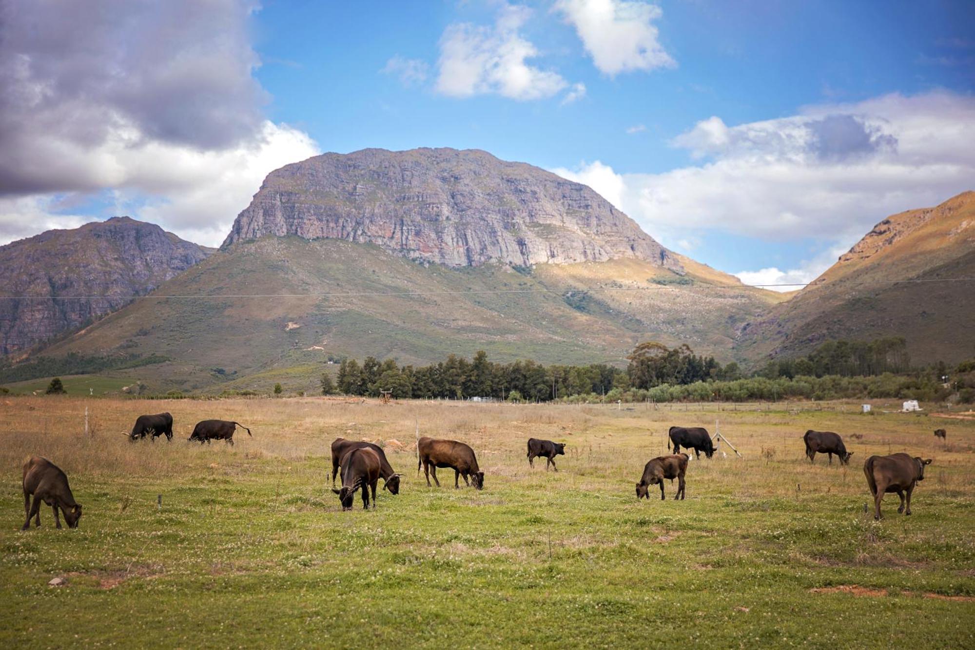 Wagyu Mountain Lodge Paarl Exteriér fotografie
